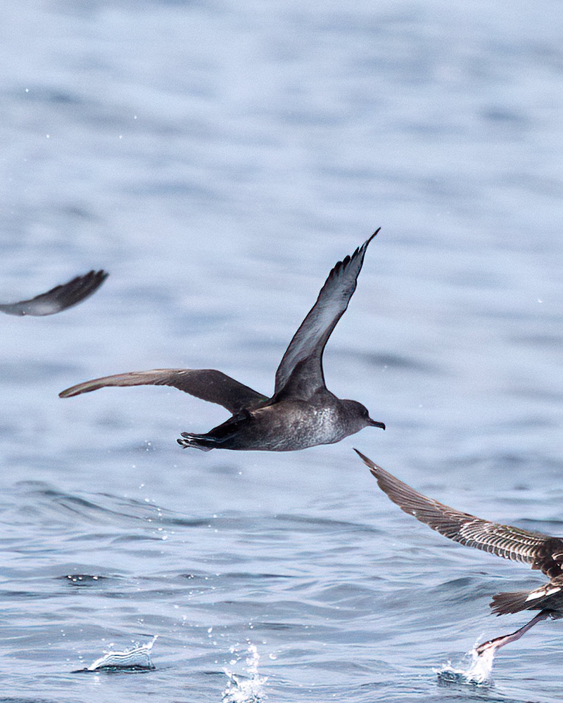 Balearic shearwater